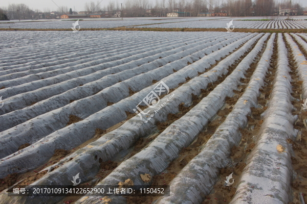 云夢縣萬畝優(yōu)質(zhì)馬鈴薯高,（5）
