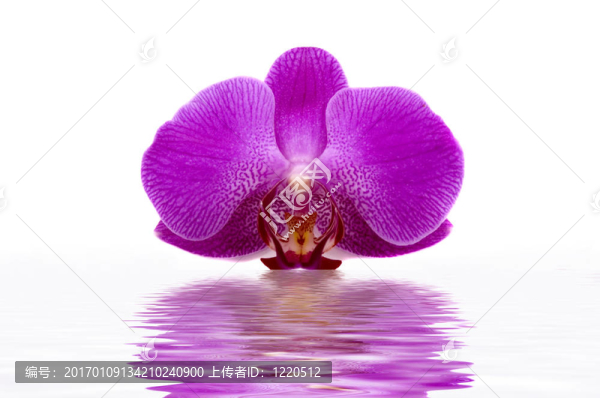 蘭花
