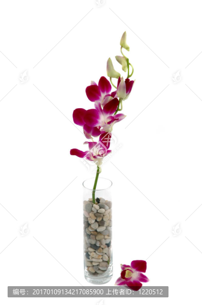 蘭花