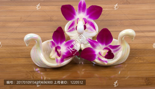 蘭花和天鵝