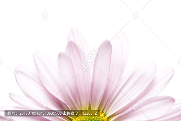 黛西的日出