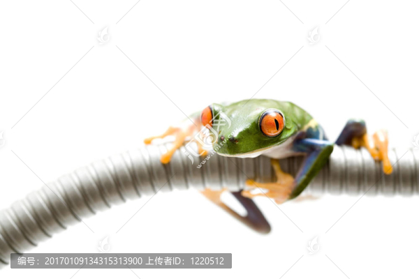 青蛙爬來爬去