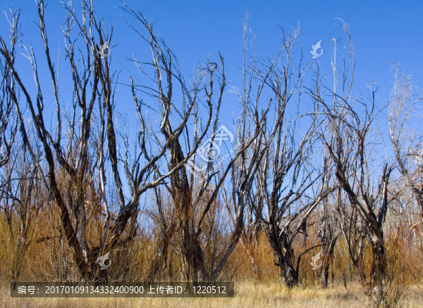 干樹(shù)II-匯圖網(wǎng) www.fosd68.com 干樹(shù)II