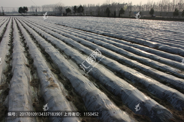 云夢(mèng)萬(wàn)畝馬鈴薯基地,（7）