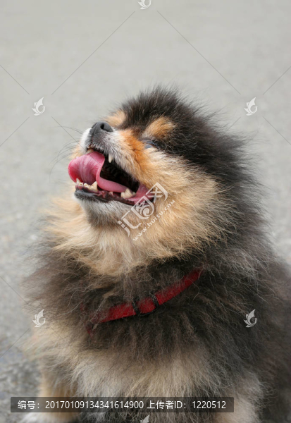 瘋狂的狗