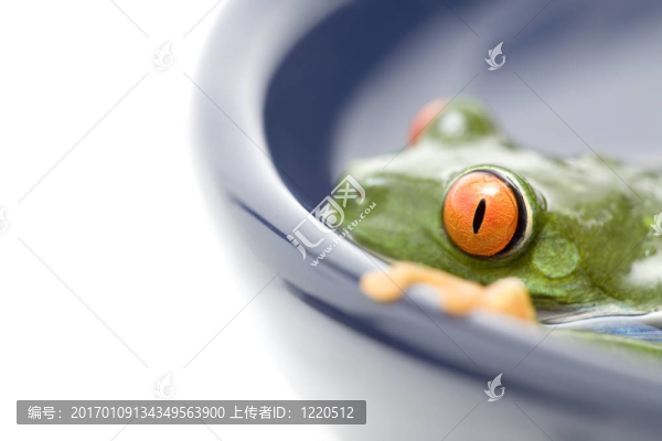 Ribbit-匯圖網(wǎng) www.fosd68.com Ribbit