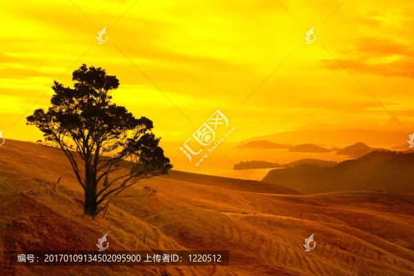 樹景觀