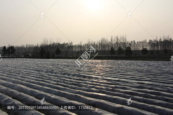 云夢(mèng)萬畝馬鈴薯基地,（10）