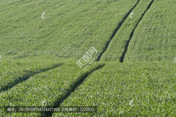 綠色