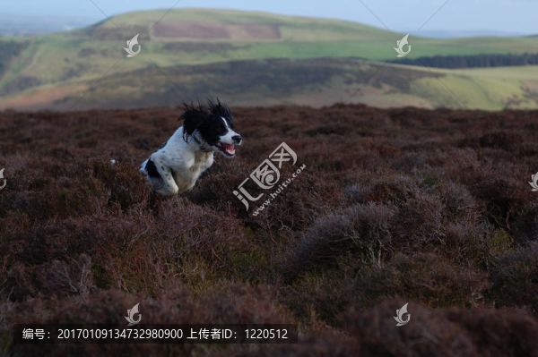 英國史賓格犬