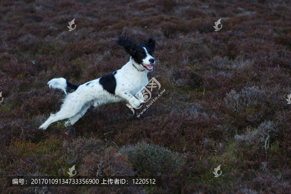 英國史賓格犬