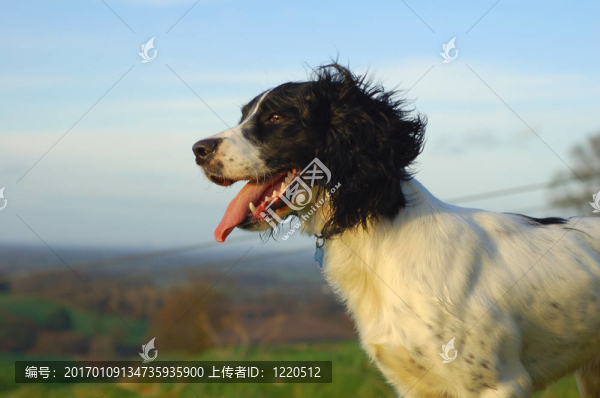英國史賓格犬