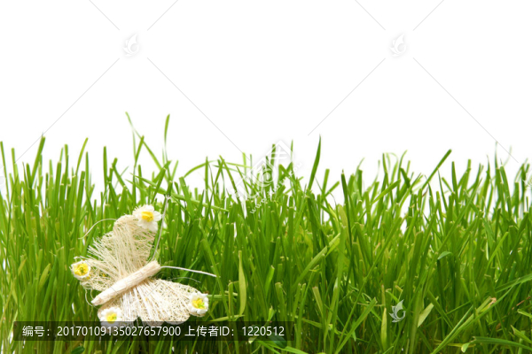 蝴蝶
