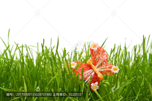 蝴蝶