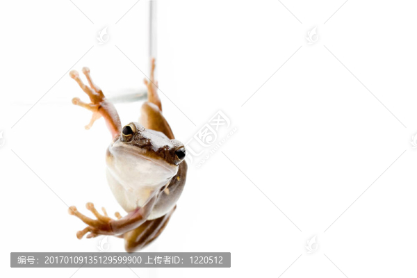 青蛙在玻璃