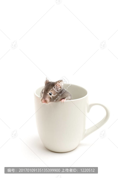 倉(cāng)鼠躲藏