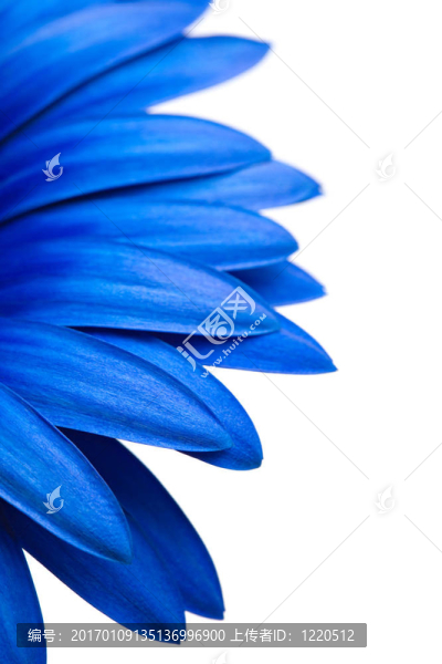 白色的藍(lán)色菊花