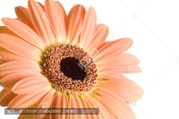 雛菊孤立的宏
