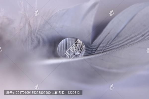 羽毛的眼淚