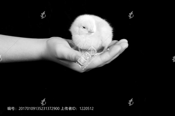 小雞和手