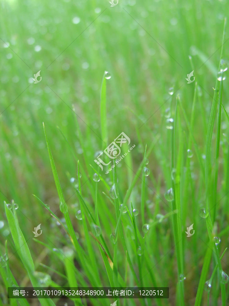 草上的露珠