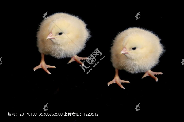 兩只小雞