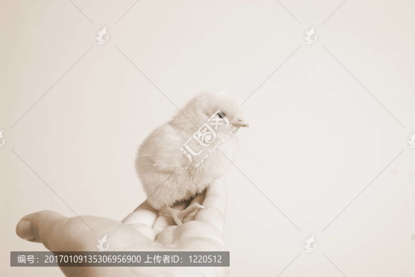 烏賊的復活節(jié)