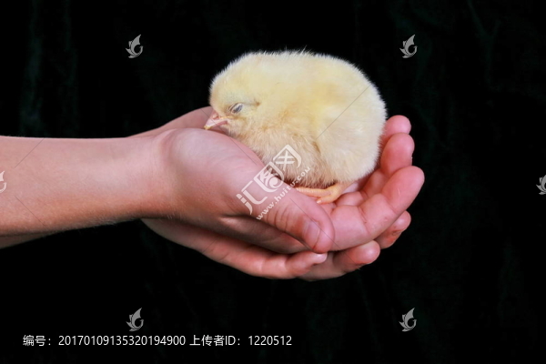 小雞在孩子的手