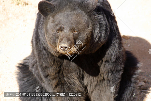 坐在黑色的熊-匯圖網(wǎng) www.fosd68.com 坐在黑色的熊