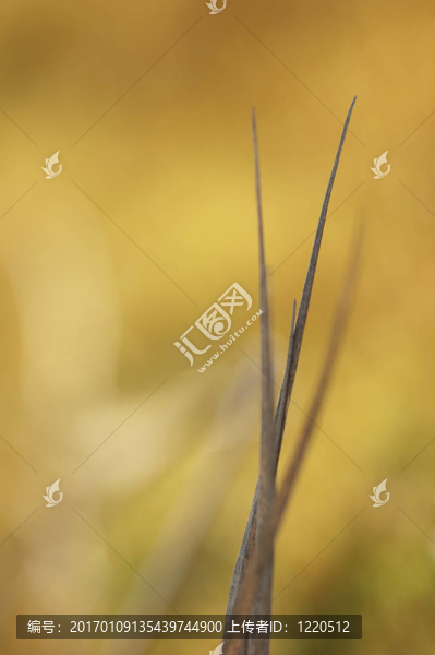 摘要