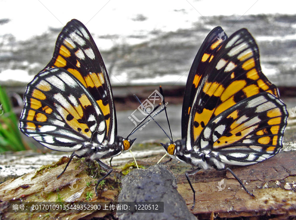 （帥蛺蝶屬蝴蝶dicroa,princeps）