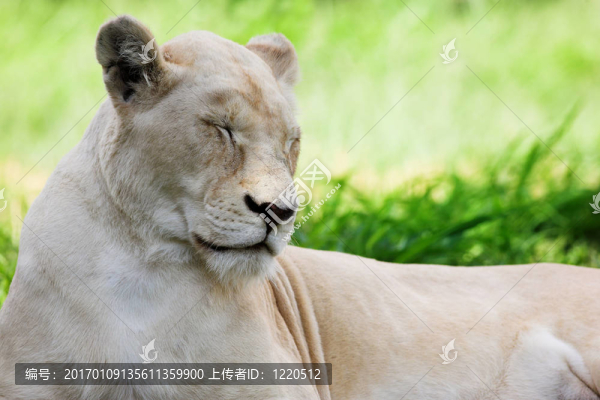 白獅子1-匯圖網(wǎng) www.fosd68.com 白獅子1