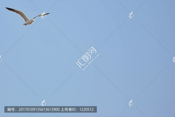 海鷗4