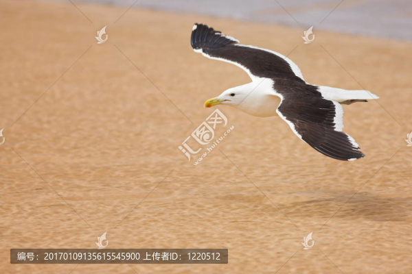 海鷗6