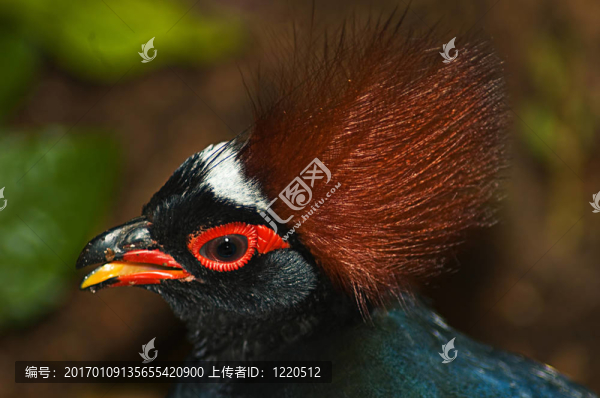 冠木麻黃