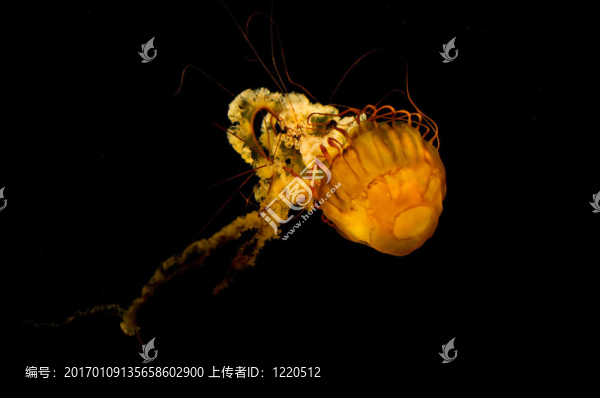 水母
