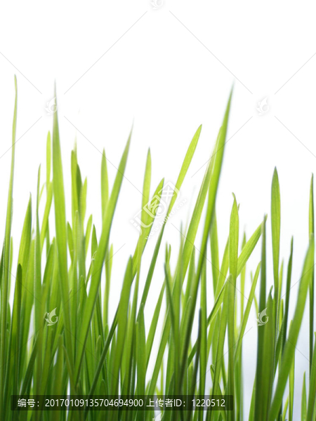 綠色的草稈