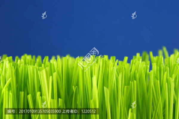 綠色的草稈