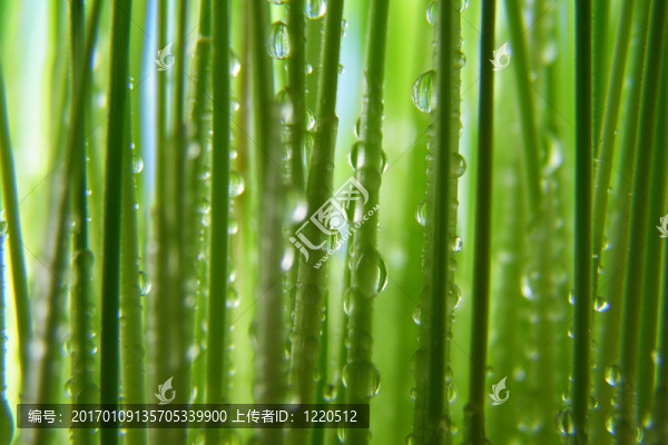 綠色的草稈