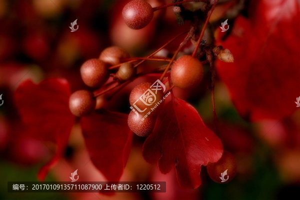 梨樹