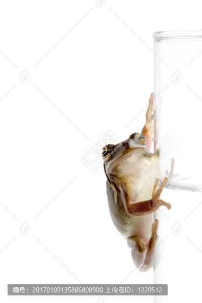 青蛙在杯子上的水
