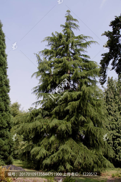 紅杉（sempervirems）