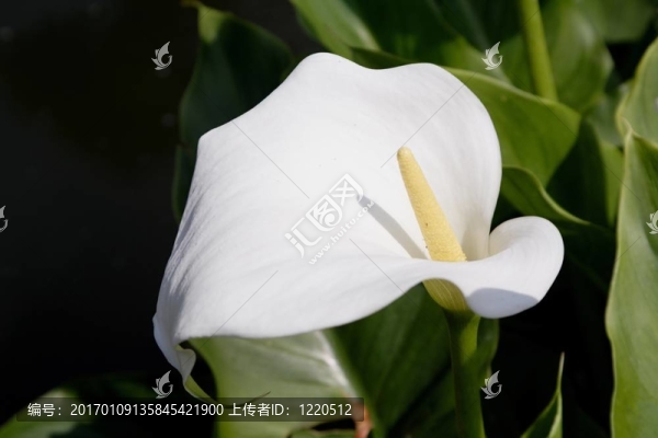 Arum,Lily（馬蹄）