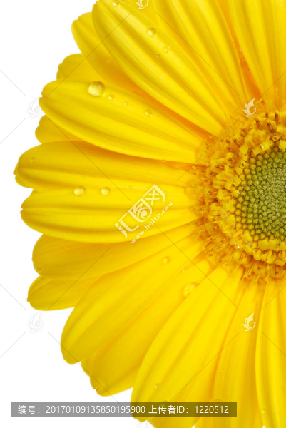 非洲菊
