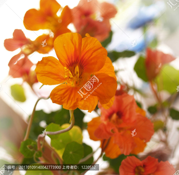 金蓮花