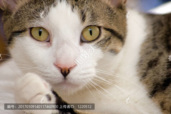 憂郁的小貓