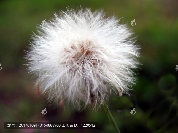 小蒲公英特寫