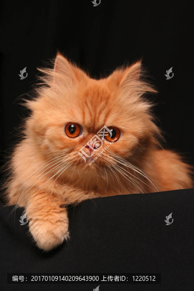 狡猾的貓