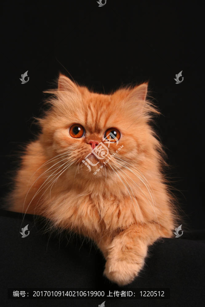 狡猾的貓