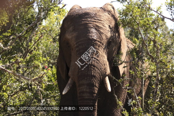 在我面前的大象